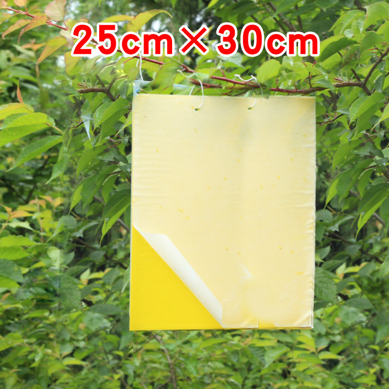 42 双面粘虫板黄板篮板大棚果园茶园专用黄诱虫板25乘30cm
