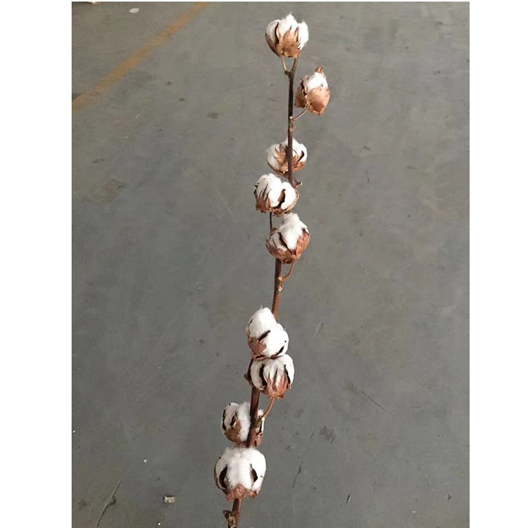 Natural plant dried flowers, imported cotton 9-head or 8-head flower arrangement, soft furnishing handicrafts and flower matching Application Scenario