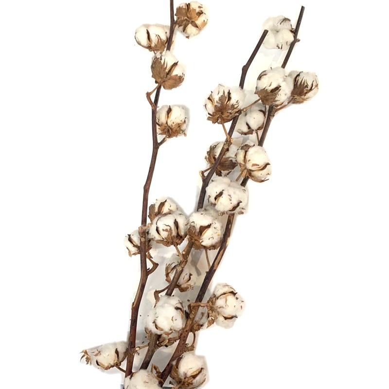 Natural plant dried flowers, imported cotton 9-head or 8-head flower arrangement, soft furnishing handicrafts and flower matching Item Picture
