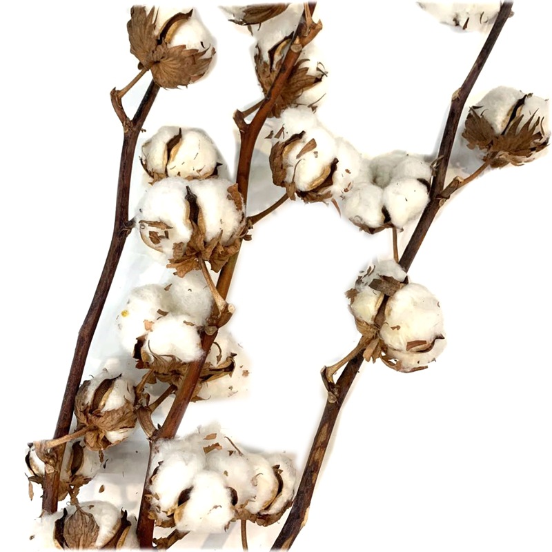 Natural plant dried flowers, imported cotton 9-head or 8-head flower arrangement, soft furnishing handicrafts and flower matching details Picture