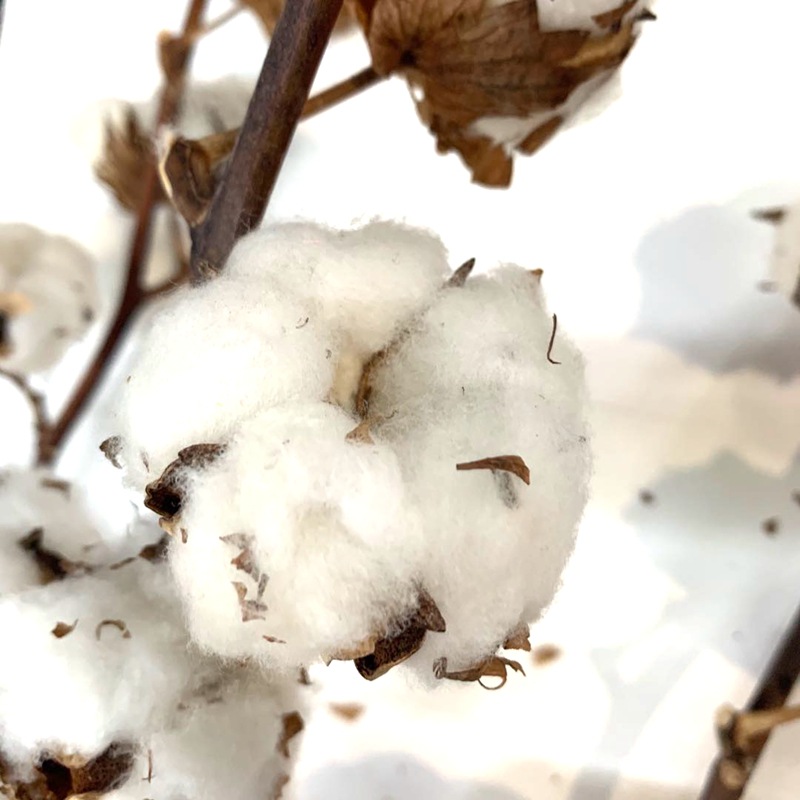 Natural plant dried flowers, imported cotton 9-head or 8-head flower arrangement, soft furnishing handicrafts and flower matching