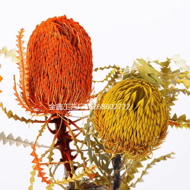 非洲帝王花干花班克木永生花佛塔进口胡克diy插花材料北欧ins桌摆