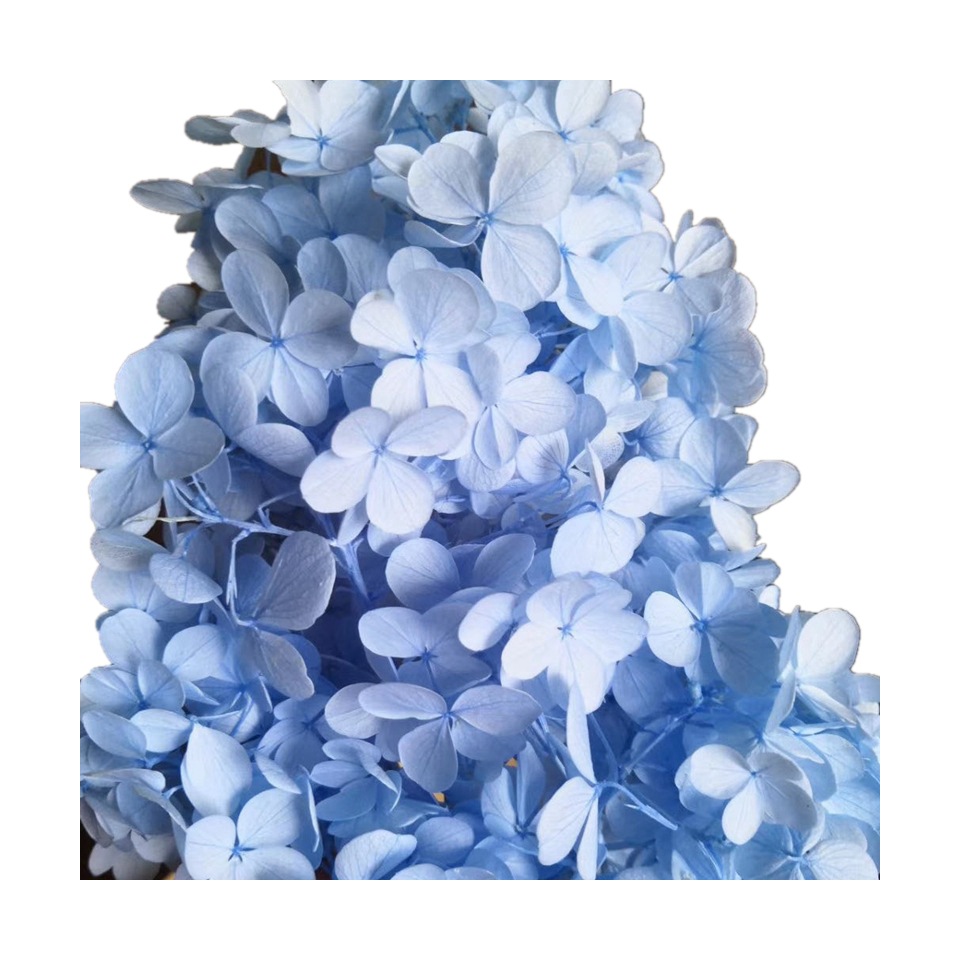 Natural plant preservation eternal flower Atlantis wood hydrangea floating bottle, special for flower arrangement handicrafts Item Picture