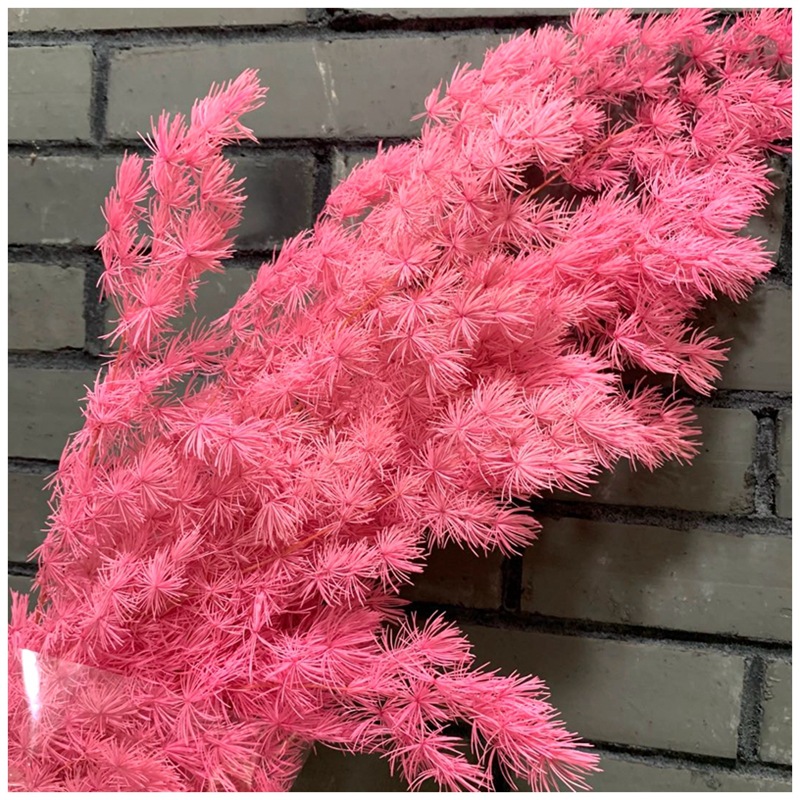 Yunnan natural plant everlasting preserved flowers, Penglai pine floating vase flower arrangement handicrafts, photo frame grass matching Item Picture