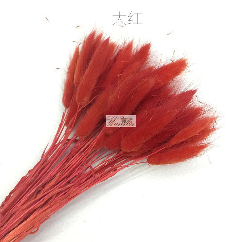 DIY natural plant dried flower materials: dog tail and rabbit tail grass Specification image