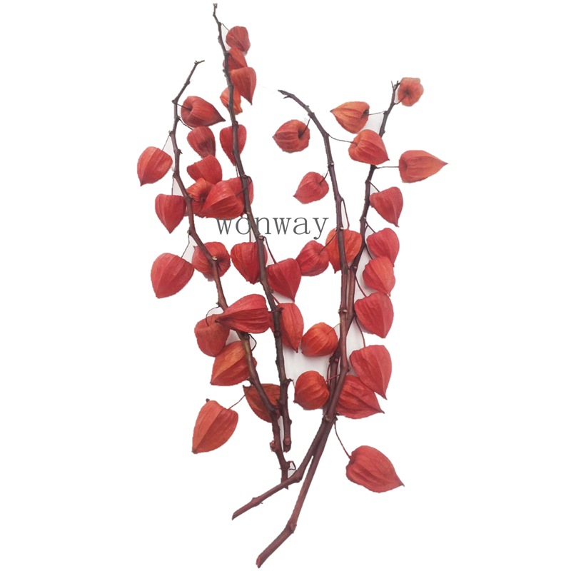Natural plant, eternal preservation, red lantern flower arrangement handicrafts, soft furnishings, grass