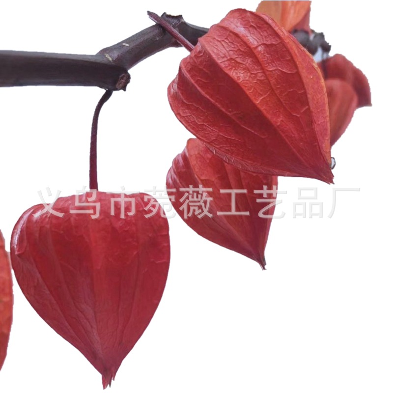 Natural plant, eternal preservation, red lantern flower arrangement handicrafts, soft furnishings, grass details Picture