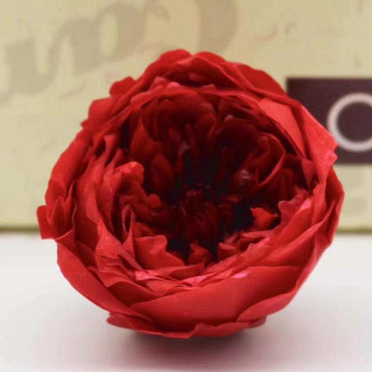 Grade A preserved flower, butterfly Austin rose, everlasting flower, rose gift, never-fading flowers for birthdays
