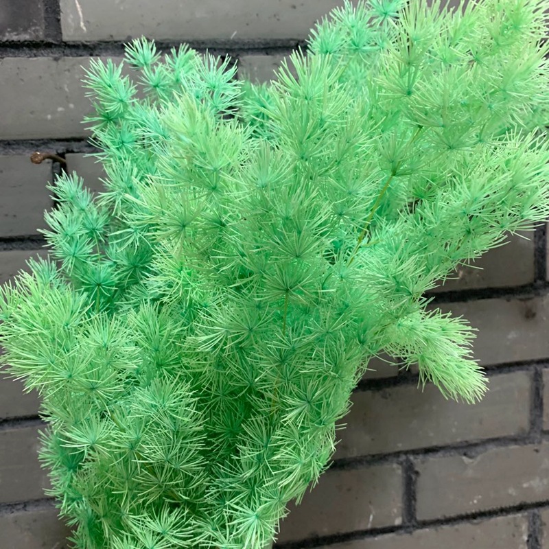 Yunnan natural plant everlasting preserved flowers, Penglai pine floating vase flower arrangement handicrafts, photo frame grass matching Specification image