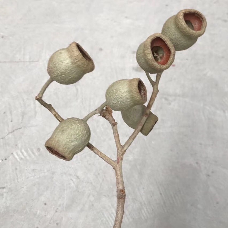 Natural plant dried flowers, bell fruits, one-piece bell flower arrangement, soft decoration handicrafts and accessories