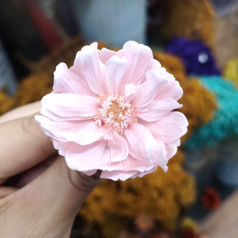 Natural plant preserved eternal flower zinnia CARINA handicraft floating bottle photo frame with flowers Specification image
