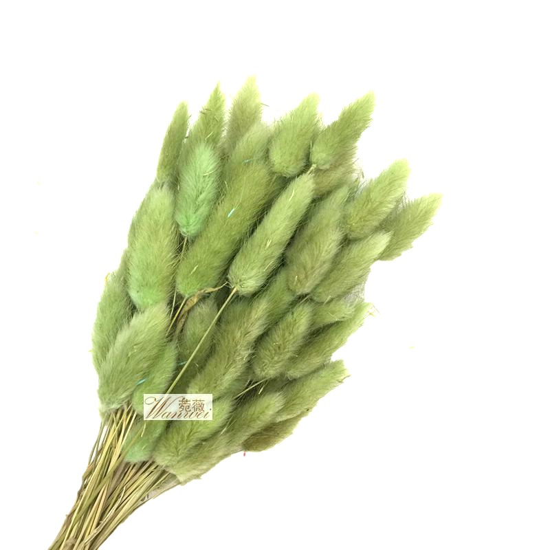 DIY natural plant dried flower materials: dog tail and rabbit tail grass Item Picture