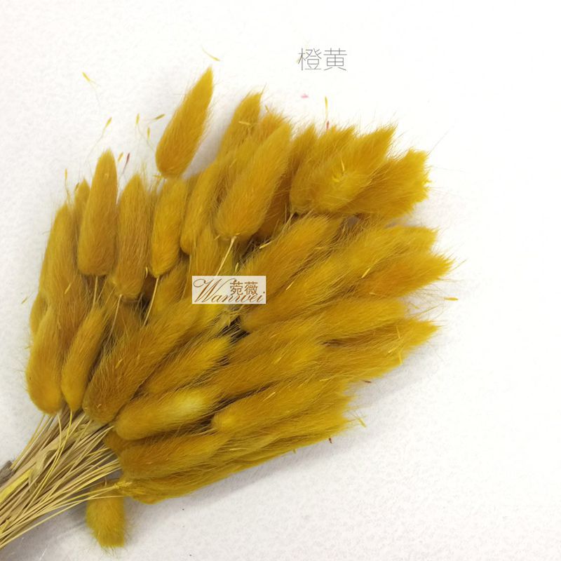 DIY natural plant dried flower materials: dog tail and rabbit tail grass details Picture