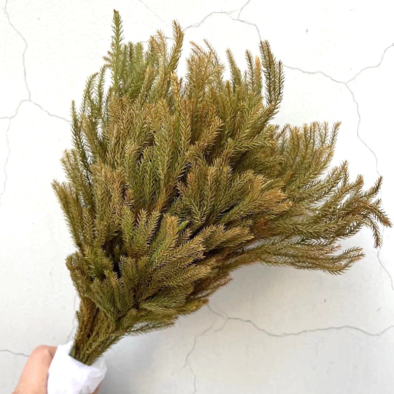 Factory direct sales of natural plant preserved fresh flowers, rose with grass, stone pine flower arrangement handicrafts, and grass for floating bottles Specification image