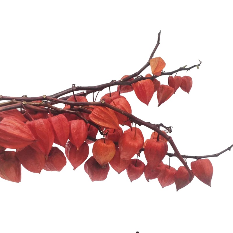 Natural plant, eternal preservation, red lantern flower arrangement handicrafts, soft furnishings, grass Item Picture