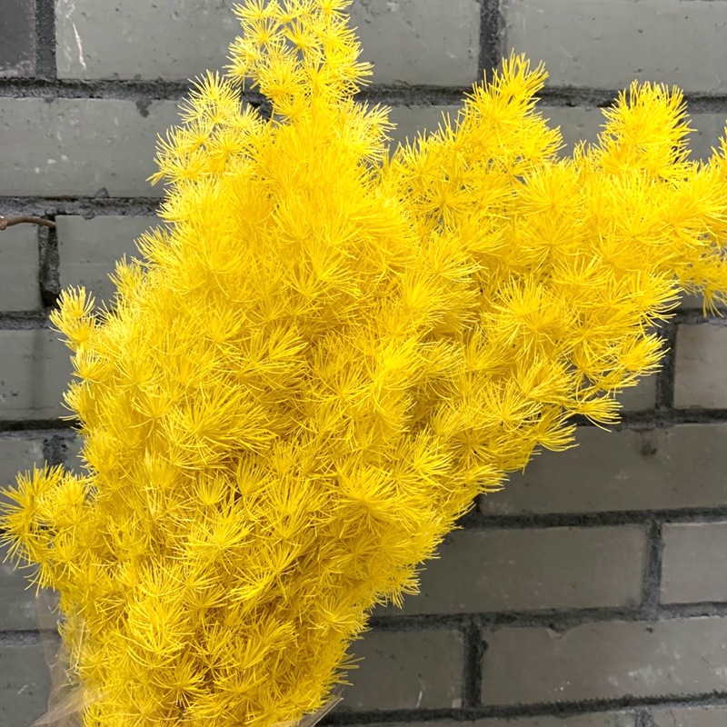 Yunnan natural plant everlasting preserved flowers, Penglai pine floating vase flower arrangement handicrafts, photo frame grass matching details Picture