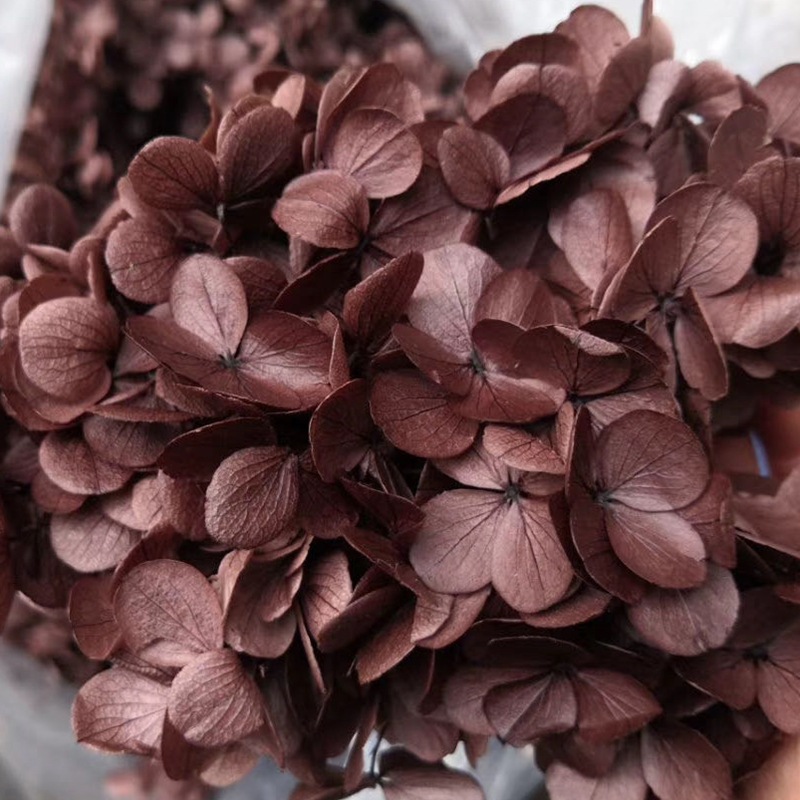 Natural plant preservation eternal flower Atlantis wood hydrangea floating bottle, special for flower arrangement handicrafts Specification image