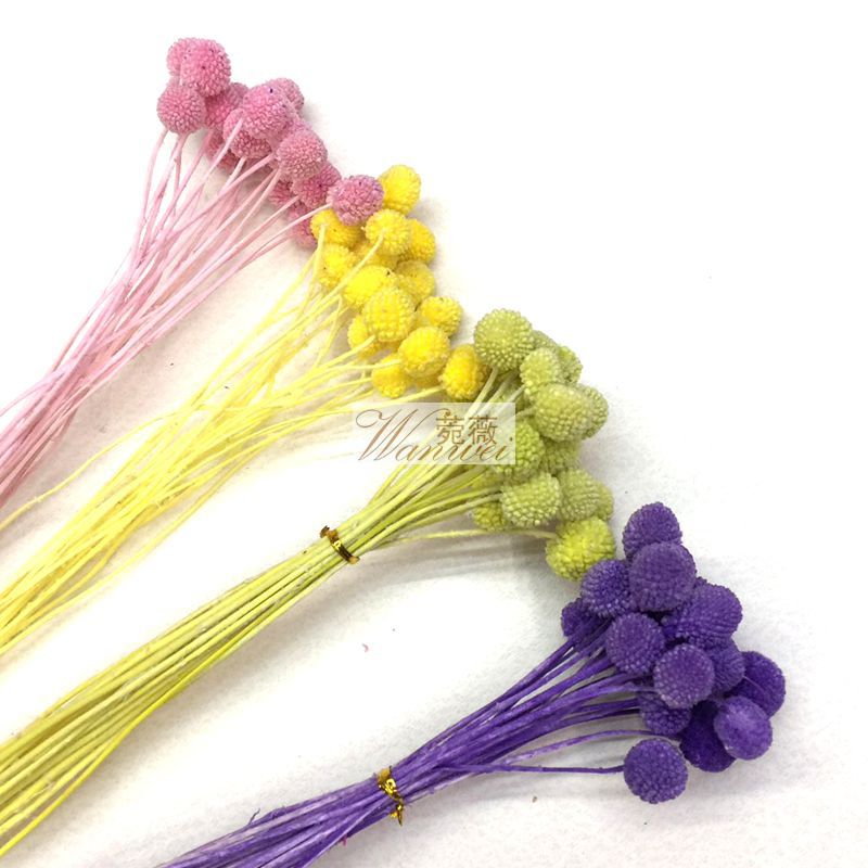 Yunnan natural plants, preserved flowers, preserved plants, golden balls, ornaments, handicrafts, special grass for flower arrangement Specification image