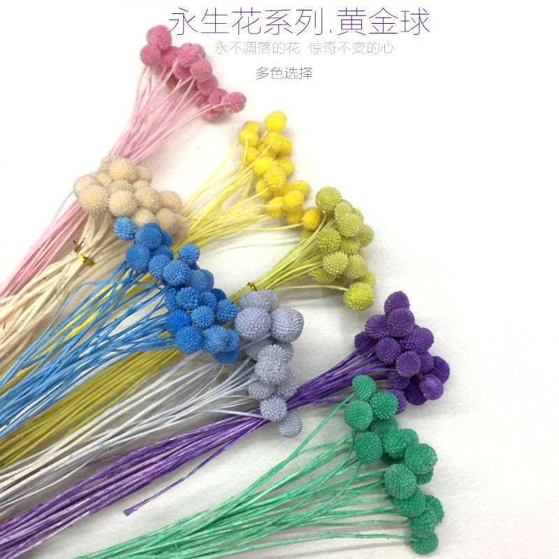 Yunnan natural plants, preserved flowers, preserved plants, golden balls, ornaments, handicrafts, special grass for flower arrangement details Picture