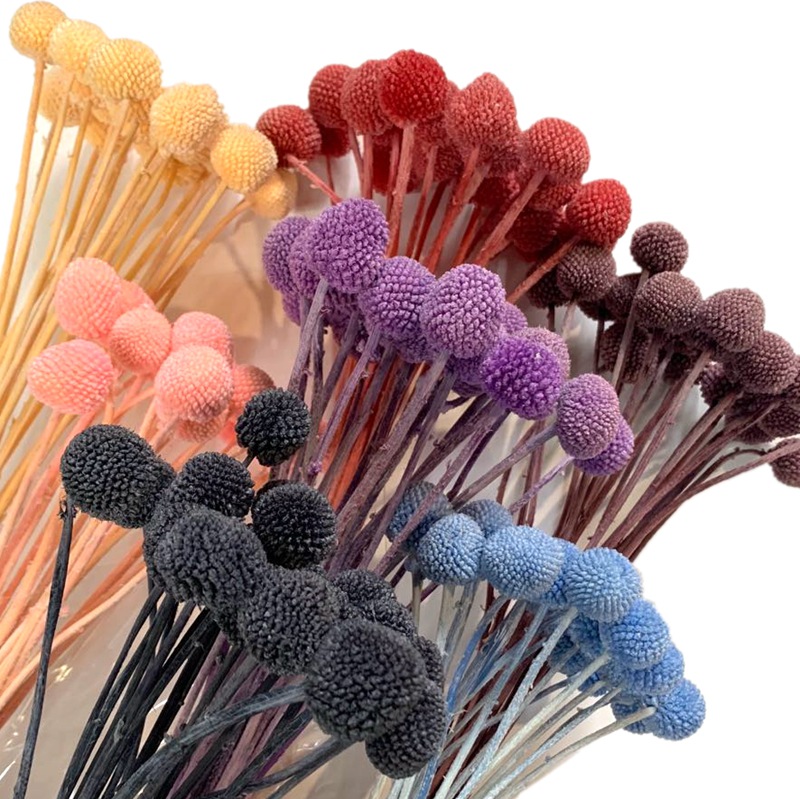 Yunnan natural plants, preserved flowers, preserved plants, golden balls, ornaments, handicrafts, special grass for flower arrangement