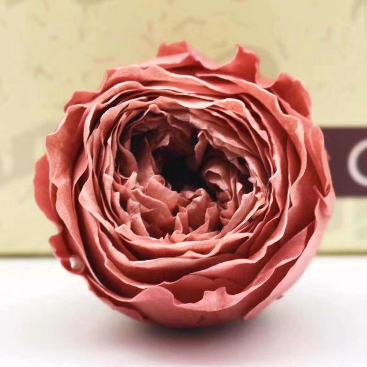 Grade A preserved flower, butterfly Austin rose, everlasting flower, rose gift, never-fading flowers for birthdays details Picture