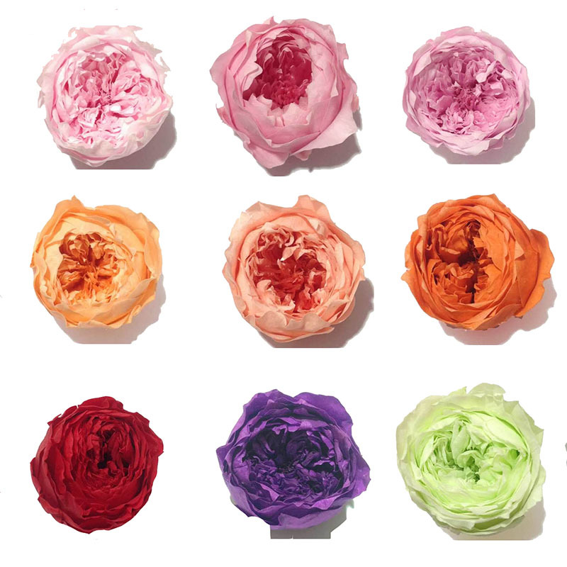 Grade A preserved flower, butterfly Austin rose, everlasting flower, rose gift, never-fading flowers for birthdays Item Picture
