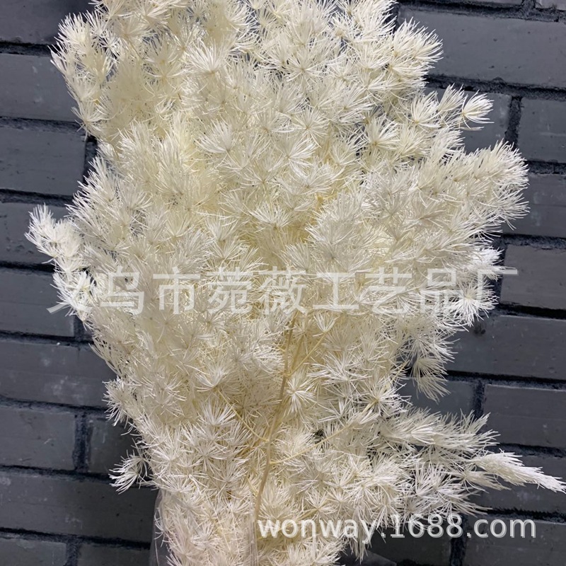 Yunnan natural plant everlasting preserved flowers, Penglai pine floating vase flower arrangement handicrafts, photo frame grass matching Application Scenario