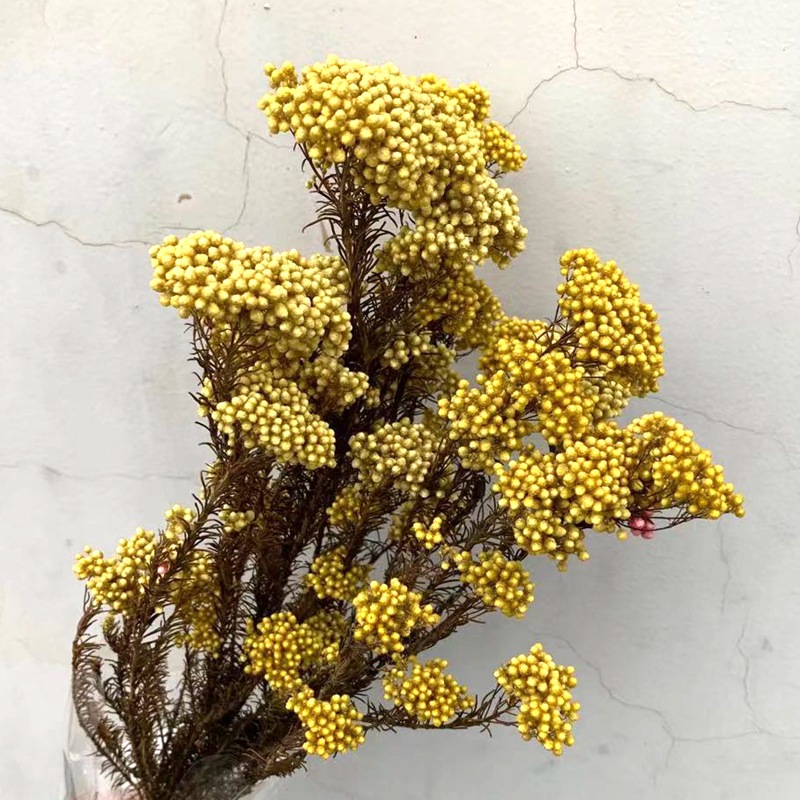 Yunnan manufacturer wholesale everlasting preserved fresh flowers, rose with grass, rice flower, rice grain flower arrangement, floating bottle, photo frame, special details Picture