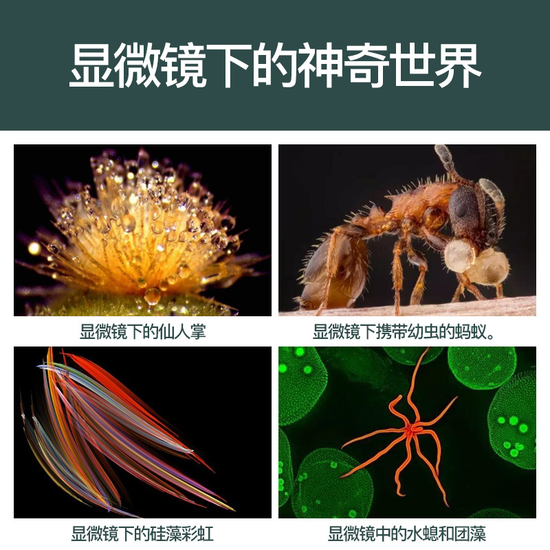 The Bosha 45LCD zoom objective lens teaching microscope with display screen is a 2000-x high-definition optical microscope for home education Application Scenario
