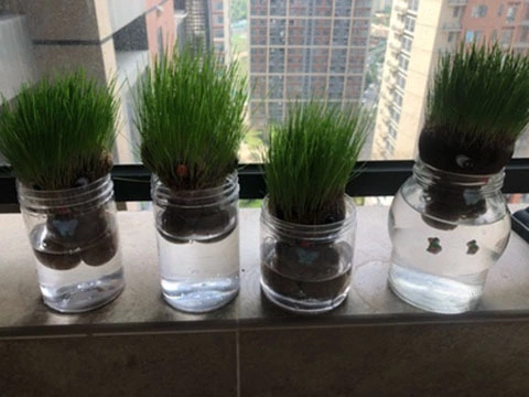Plant long grass, cultivate large-eyed cute kids with big flat heads, medium-sized grass dolls, creative plant farm potted grass heads Item Picture