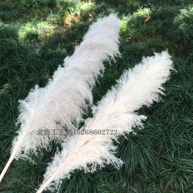 白色大芦苇干花永生花蒲苇婚庆礼堂装饰花商场橱窗布置家居摆件