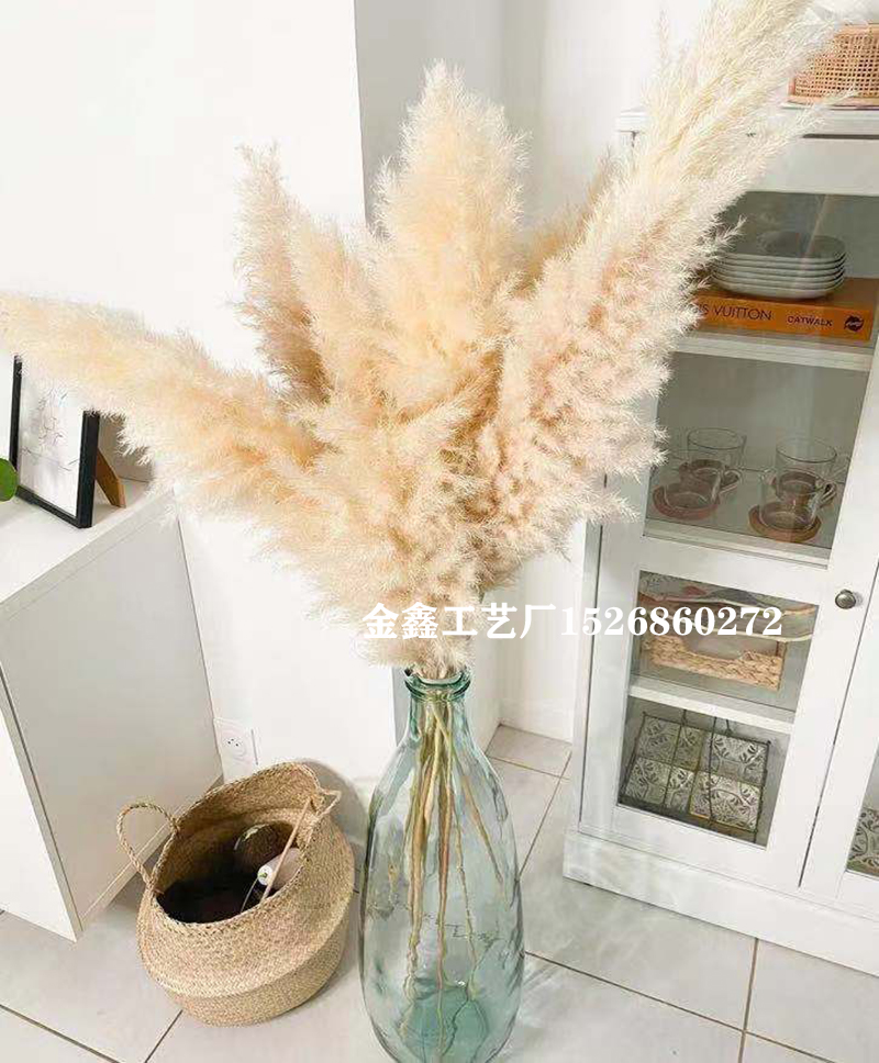大芦苇干花永生花蒲苇蒲扇小芦苇兔尾草狗尾草铁杆芦苇居家摆件