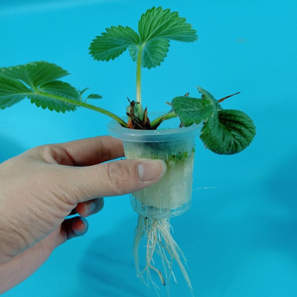No. 45 sponge hydroponic vegetable planting sponge fixed soilless cultivation equipment planting sponge seedling blocks Application Scenario