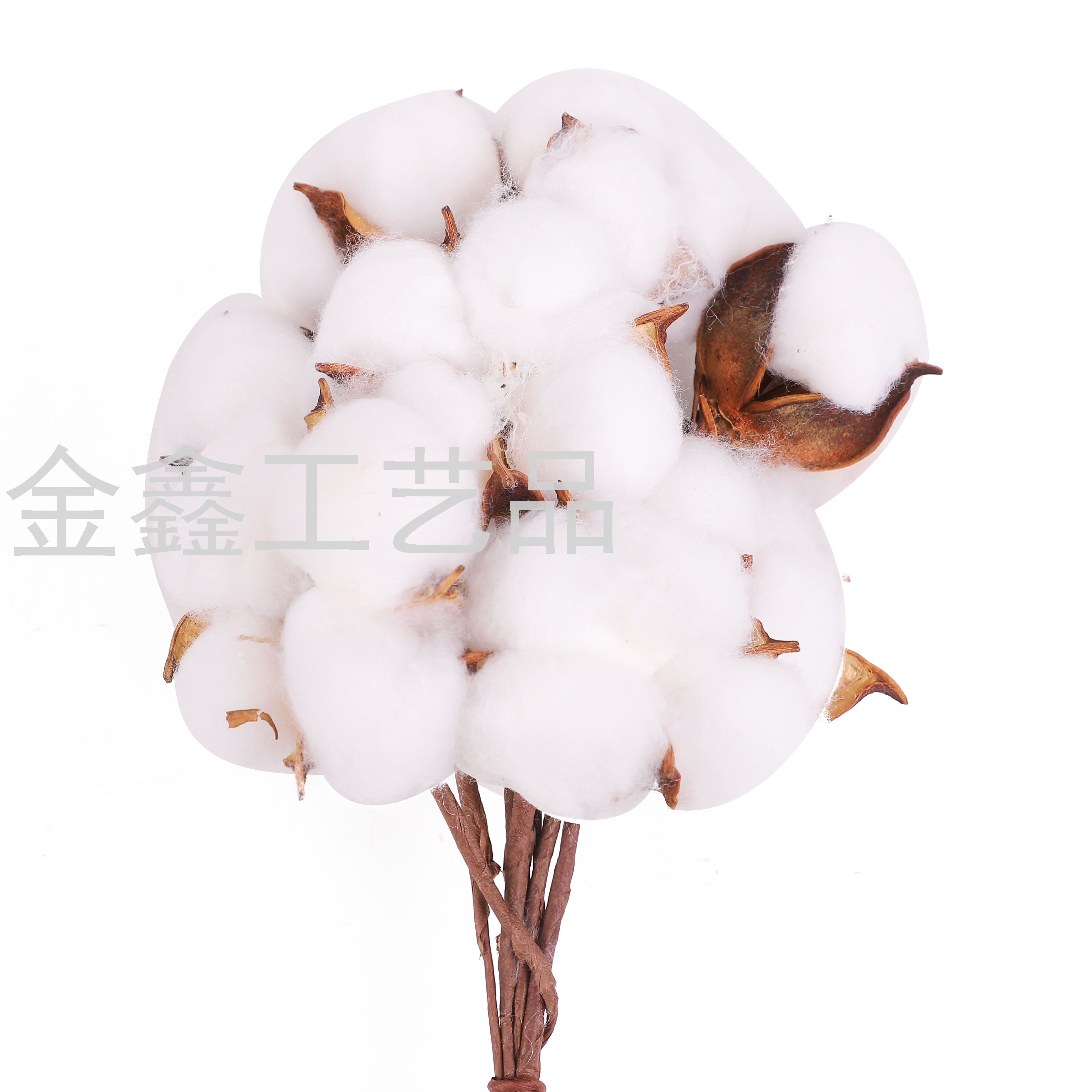 彩色棉花干花礼品花束diy材料木棉花天然白棉花头白底实物图
