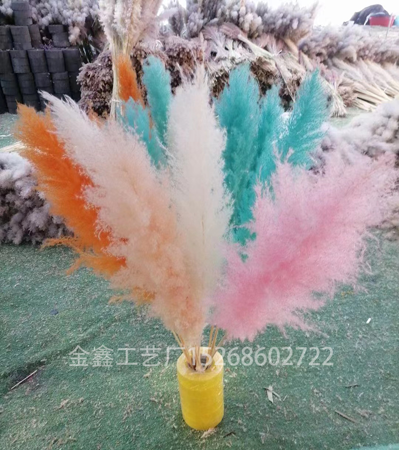 大芦苇干花永生花小芦苇兔尾草ins风家居摆件婚庆装饰花拍摄道具