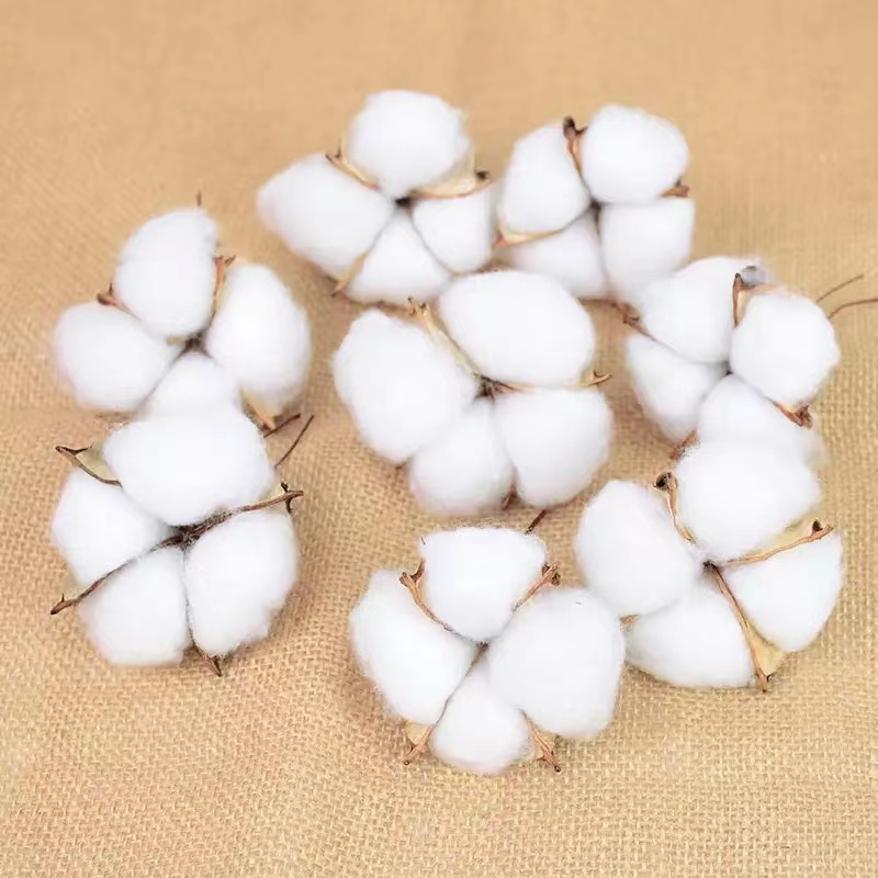 天然棉花头新疆棉花圣诞装棉花婚庆情人节花束diy花材花环材料