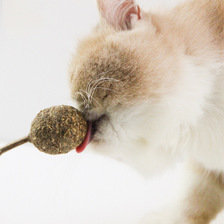 猫薄荷棒棒糖 薄荷球木天蓼猫咪磨牙棒逗猫玩具 洁齿互动猫咪零食