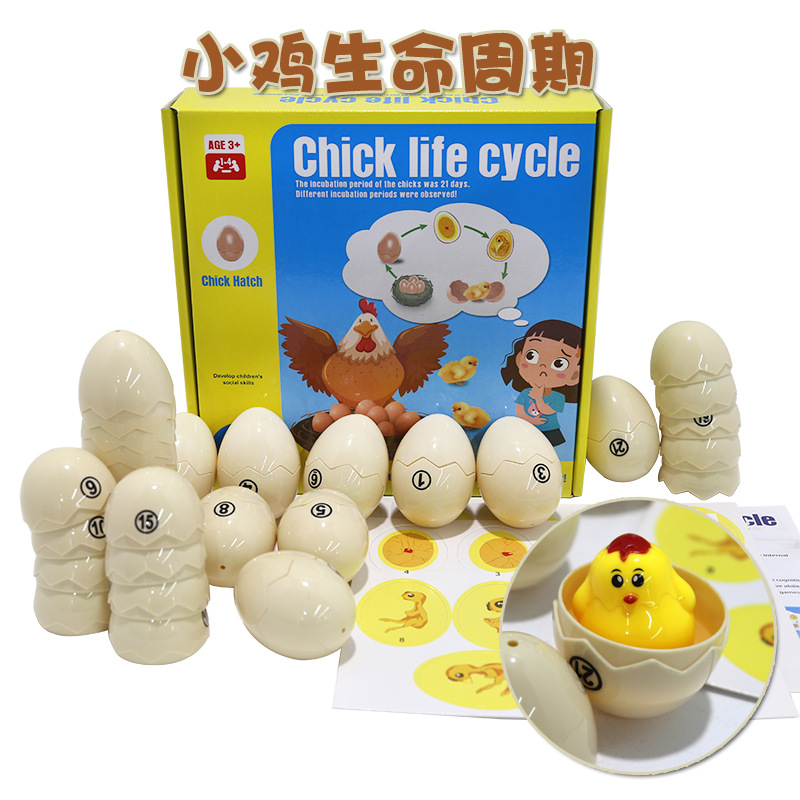 儿童桌面科学教具 小鸡的生命周期 观察孵化过程 逻辑思维训练