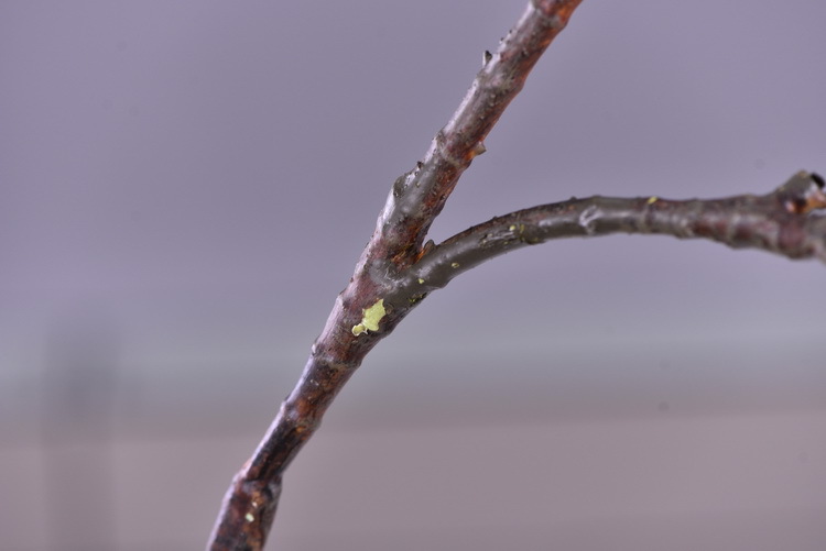 Factory wholesale of high-end artificial flowers, artificial purple rosewood flowers, soft decoration floral art for hotel and homestay model rooms, and artificial locust flowers pic 12