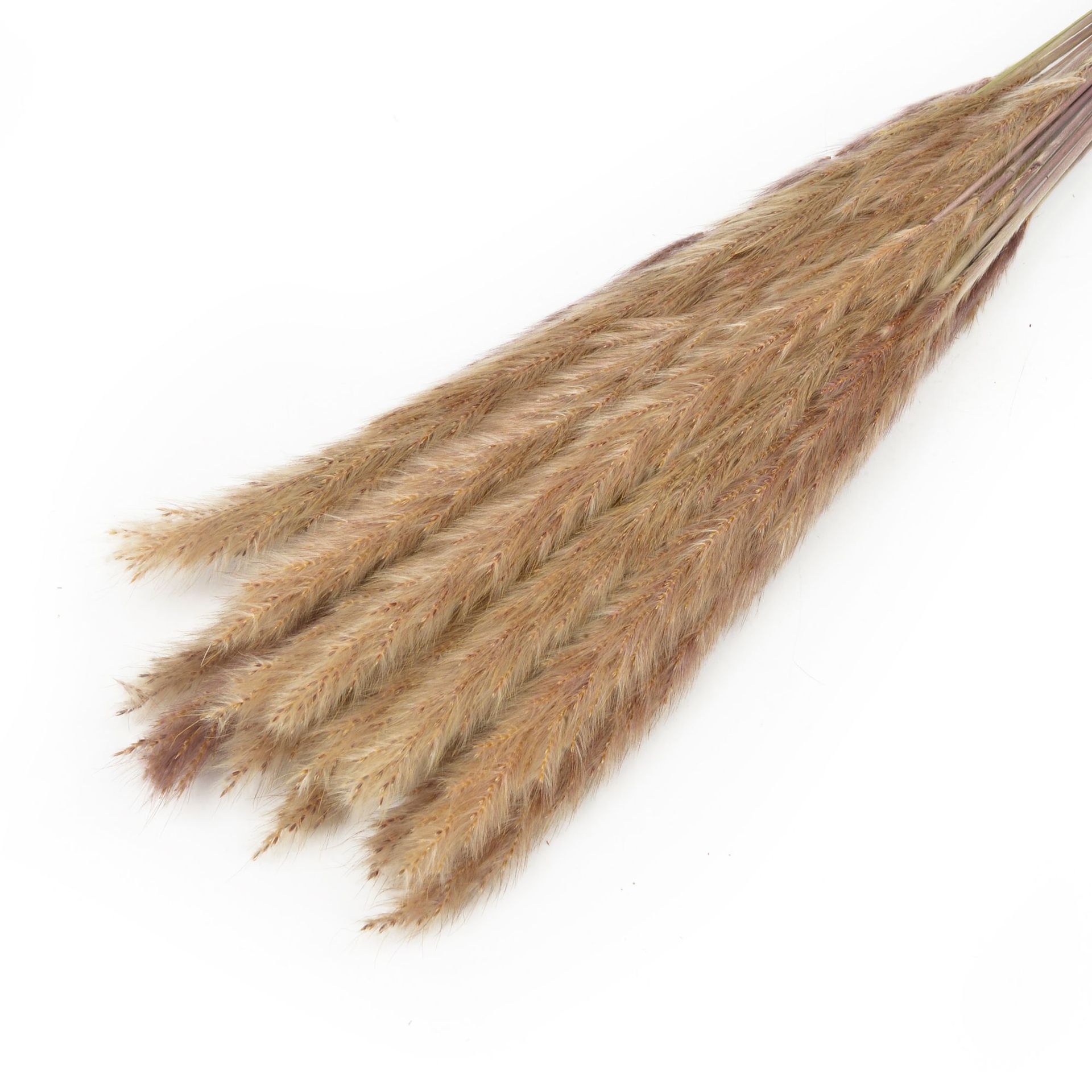 永生花小芦苇干花花束批发ins风家居装饰小芦苇厂家批发                                 详情20