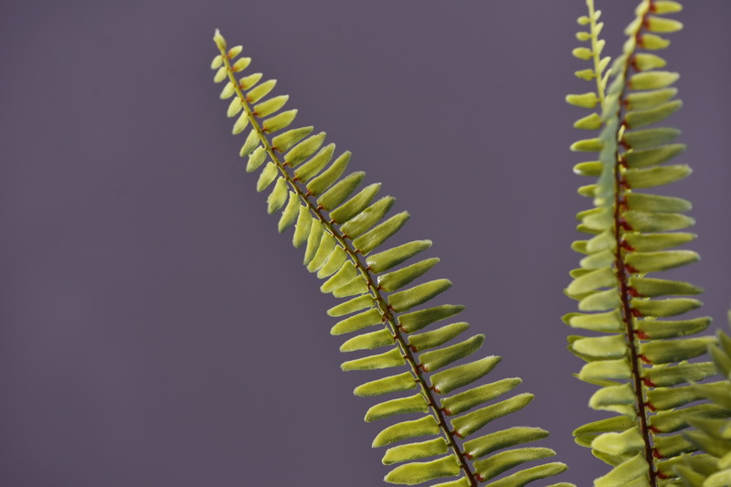 Wholesale of artificial Persian grass and artificial green plants, plant wall landscaping, window display, flower arrangement, leaf materials, fur, and artificial fern leaves pic 13