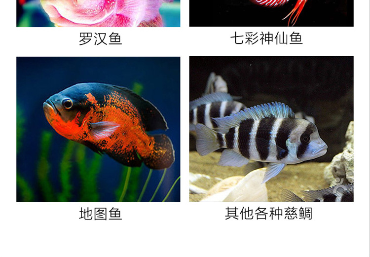 Wholesale of natural green fish food and red medium-sized ornamental fish feed for Xirui Flower parrot fish pic 40