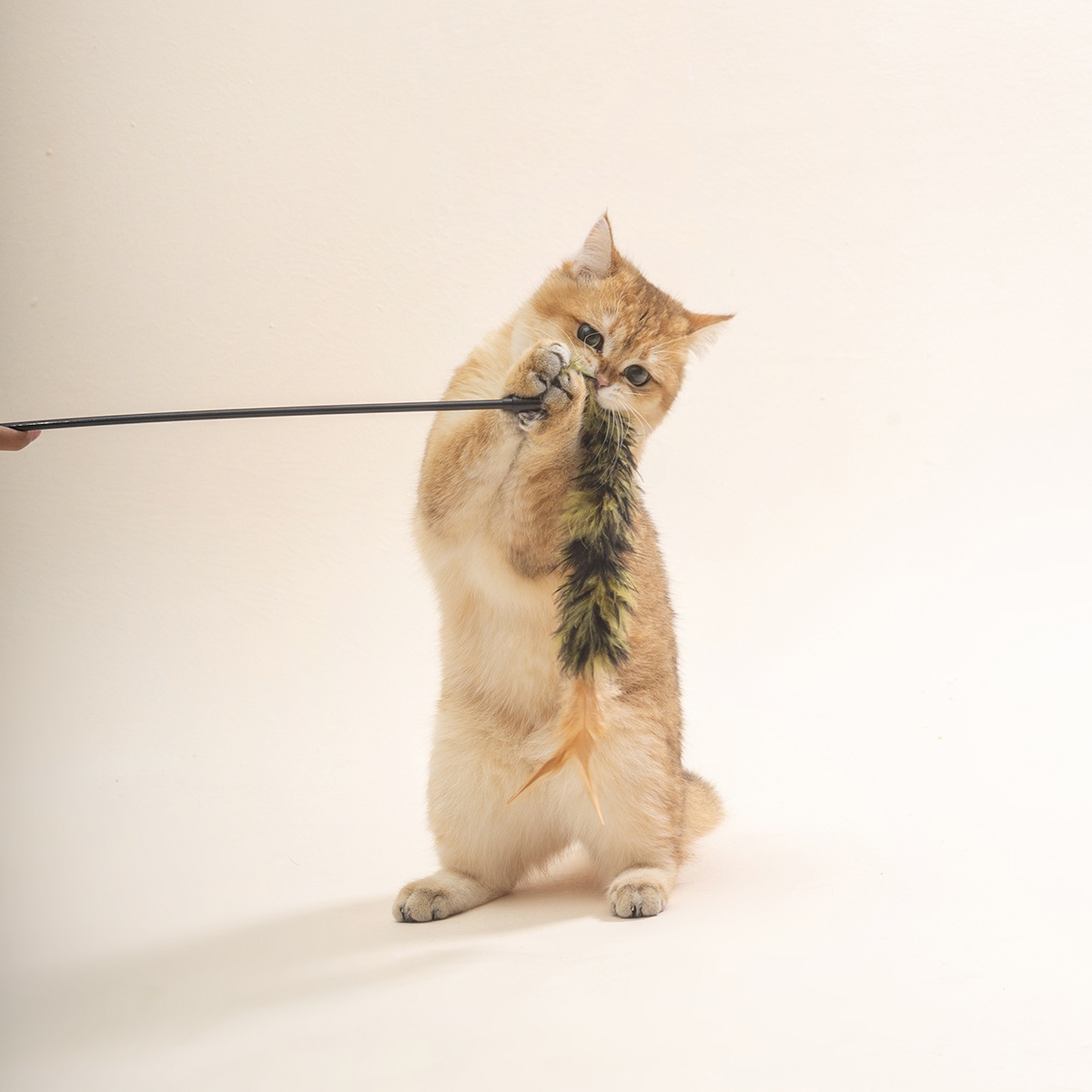 Two-color feather cat toys, wool strips, cat toys, interactive biting, self-entertainment pet products, cross-border bestsellers pic 33