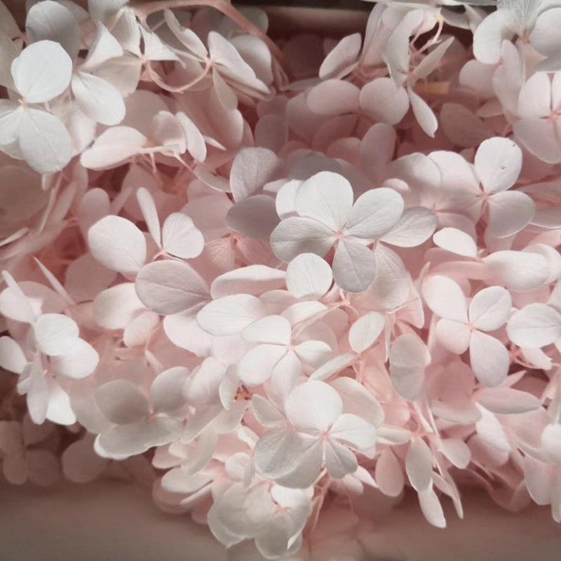 Natural plant preservation eternal flower Atlantis wood hydrangea floating bottle, special for flower arrangement handicrafts pic 7