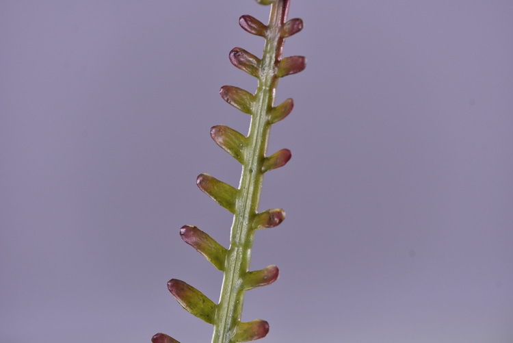 Factory direct sales of artificial green plants wholesale, artificial fern leaves, peacock fern, home banquet, homestay, wedding artificial plants, Lanjin artificial ferns pic 19