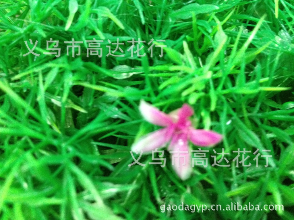 Yiwu factory direct sales of artificial four-headed grass lawn wholesale, artificial turf plastic 60*40cm fish tank water plants pic 10