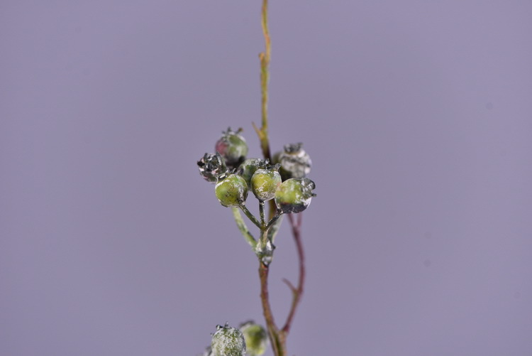 Factory direct sales of artificial Ma Sang Fruit Mountain return artificial berries wholesale living room model room banquet decoration wild fruits pic 7