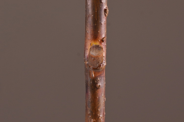 Factory direct sales of realistic chestnut fruit branches, home decoration realistic simulation flowers, model rooms, hotel soft decoration realistic fruits pic 8