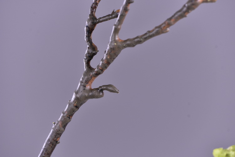 Factory wholesale of high-end artificial flowers, artificial purple rosewood flowers, soft decoration floral art for hotel and homestay model rooms, and artificial locust flowers pic 25