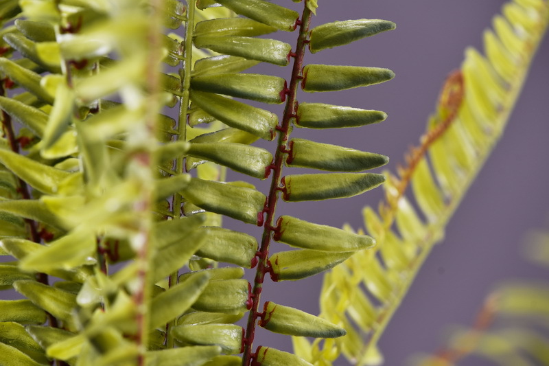 Wholesale of artificial Persian grass and artificial green plants, plant wall landscaping, window display, flower arrangement, leaf materials, fur, and artificial fern leaves pic 9